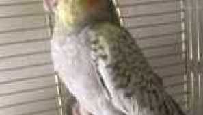 Храна за папагал, отколкото храненето korlela е важно да се знае